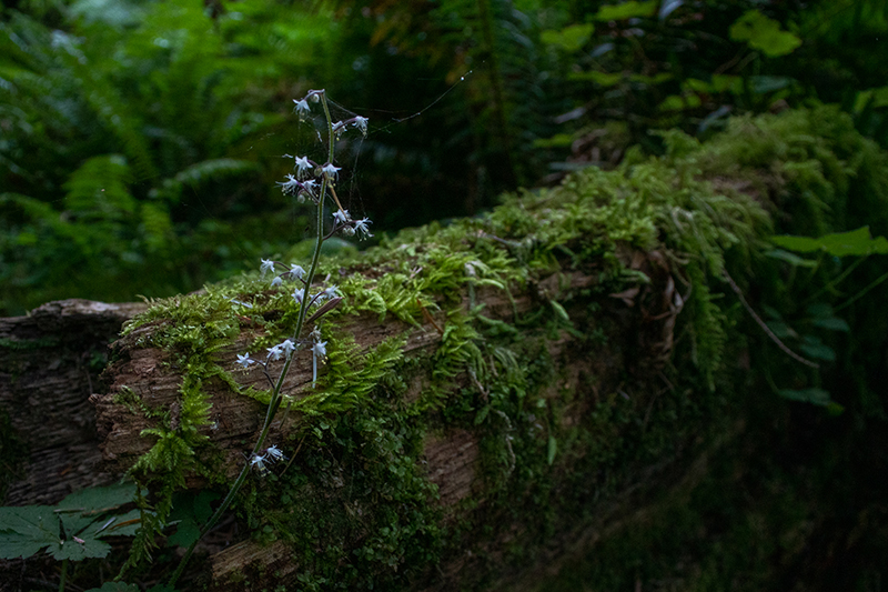 a plant whose flowers are small, white, and bell-shaped, growing out of the trunk of a fallen tree covered in moss. A few of the topmost inflorescences are connected by gossamer.