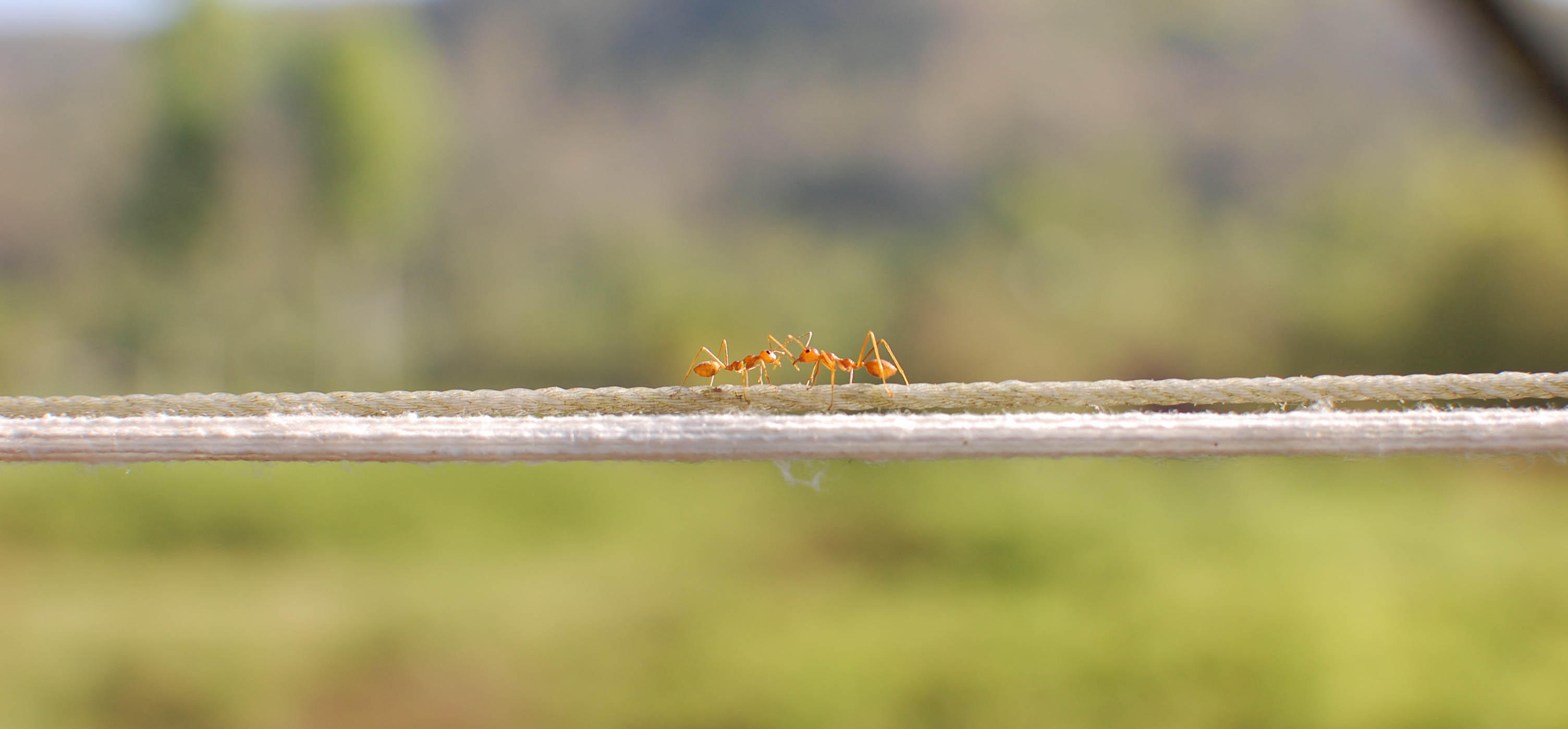 Two light brown weaver ants meeting in the center of a thin rope, communicating by touching antennae, with a narrow depth of field.